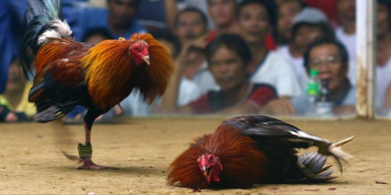 Bộ sưu tập game đa dạng