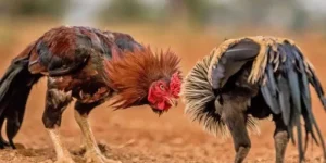Đá Gà Cựa Dao: Luật Chơi, Kỹ Thuật & Nơi Xem Trận Cực Phê Hôm Nay