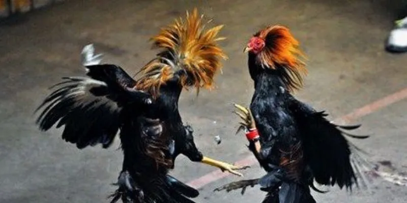 Tổng quan đá gà 88 