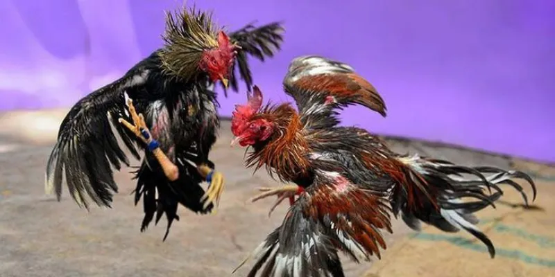 Tổng quan đá gà thomo