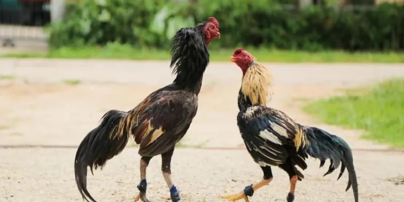 Tổng quan khám phá đá gà Việt Nam
