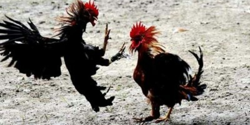 Tổng quan về đá gà 98win